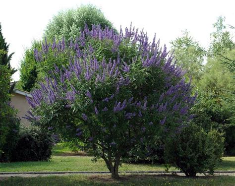 Vitex Agnus